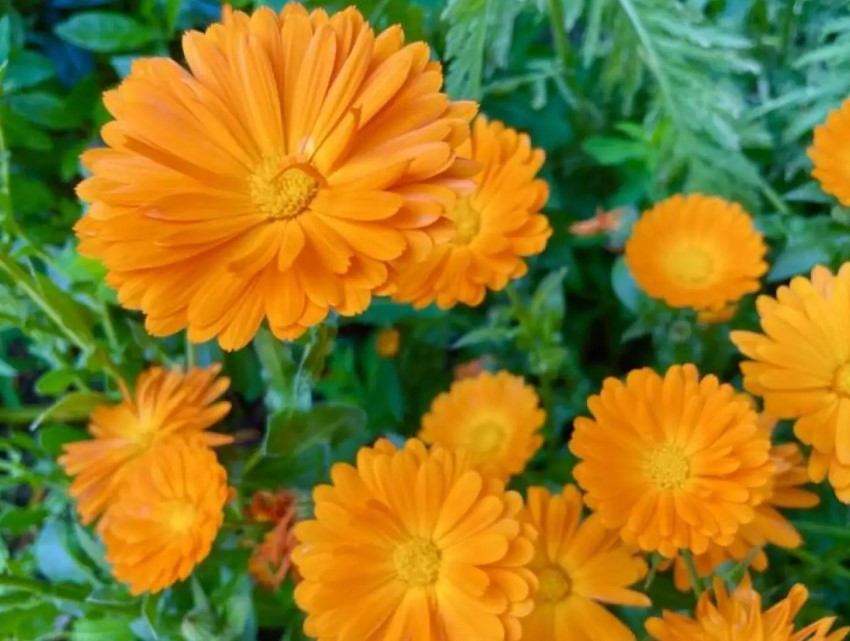 Календула с ярко-оранжевыми соцветиями в саду – неприхотливый однолетник